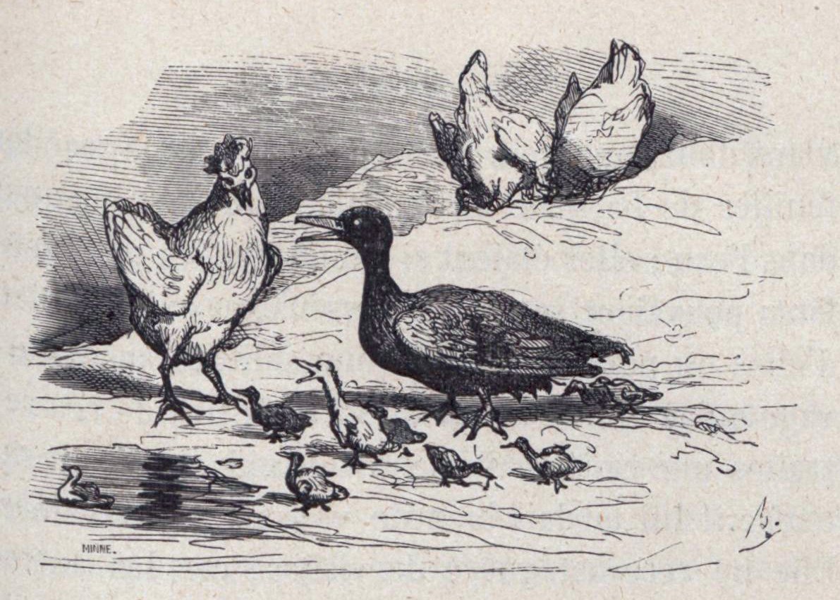Illustration de Bertall pour Le Vilain Petit Canard, de Hans Christian Andersen.